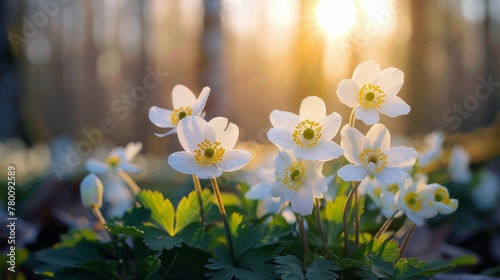 Group of White Flowers in Forest