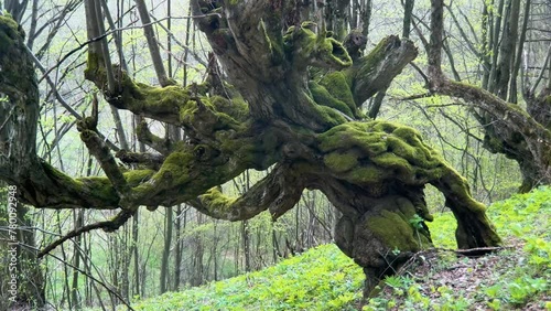 an old century-old beech tree in the Carpathians, Ukraine is covered with green moss, the unique shape of the trunk is fabulous and fantastic