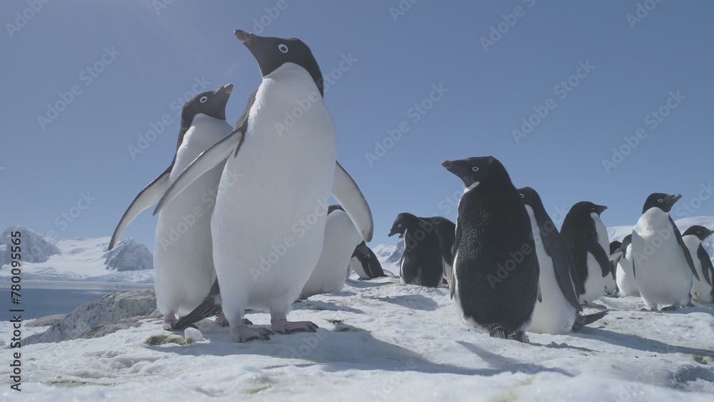 Funny Penguin Group On Antarctica Snow Covered Land. Close-up Of Adelie Penguins Colony. Habits Of Wild Animals. Winter Polar Landscape. Bright Sun Over Mighty Mountains.