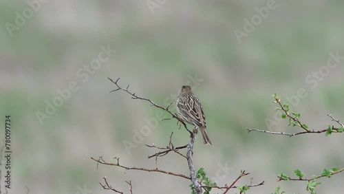 Corn bunting miliaria calandra. Bird on a branch in a meadow. Close up. A singing bird. photo