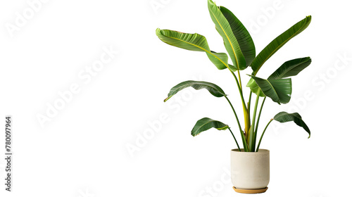Potted banana plant isolated on white background
