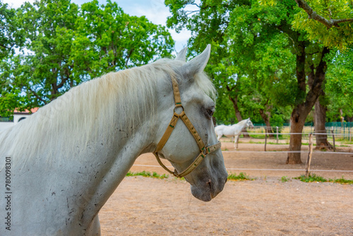 Famous Lipizzan horses in Slovenian village Lipica photo