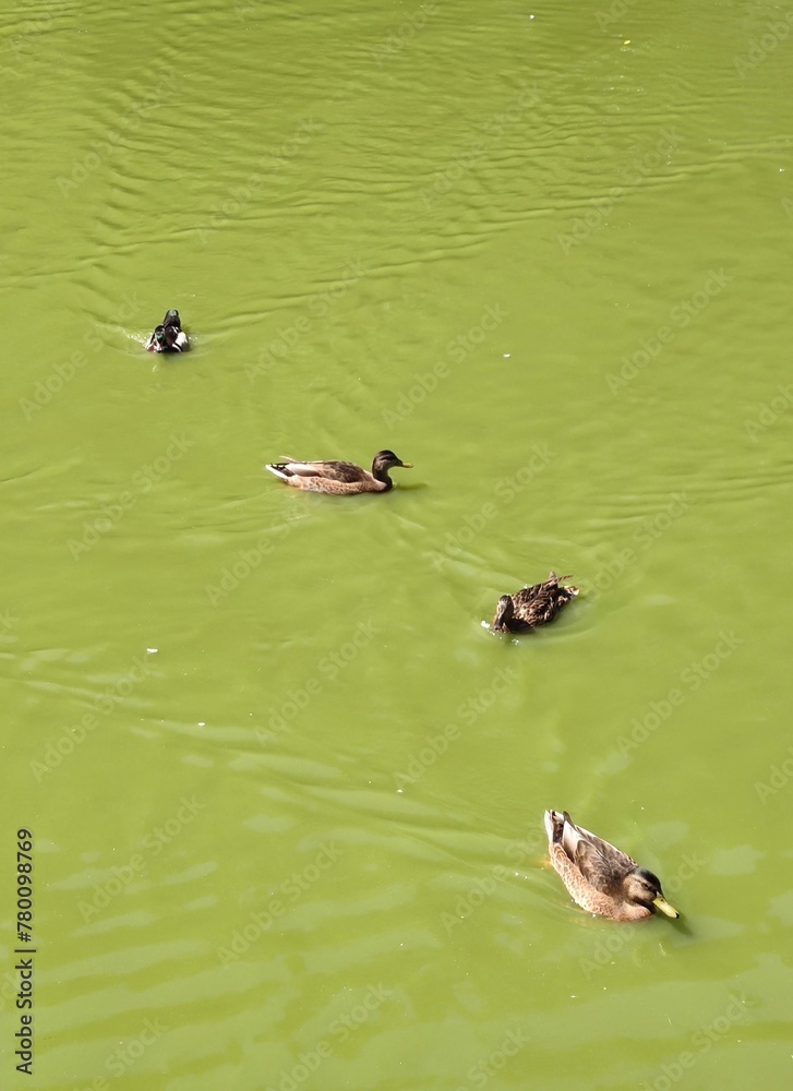 ducks in the lake ducks in the lake