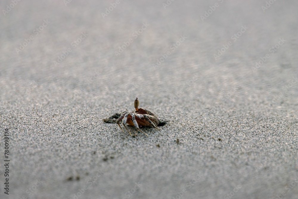 Painted ghost crab, Ocypode gaudichaudii, on the burrow on a sandy beach