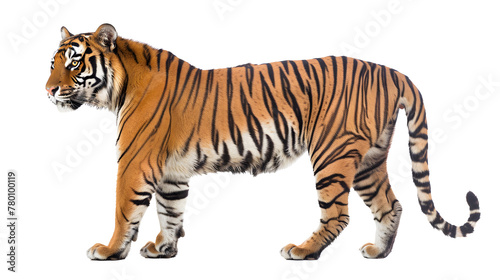 Side view, profile of a tiger standing, isolated on white 