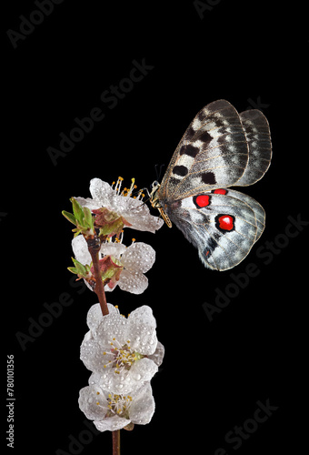 bright apollo butterfly on apricot flowers in drops of dew isolated on black....