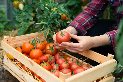 Harvest of organic tomatoes in a wooden box in the hands of a farmer, eco products, local vegetables