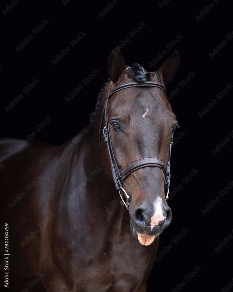 Fototapeta premium Elegant horse portrait on black backround. horse head isolated on black. Portrait of stunning beautiful horse isolated on dark background. horse portrait close up on black background.studio shot . 