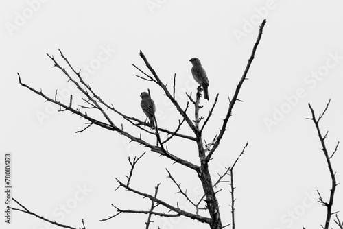 two birds on a tree black and white