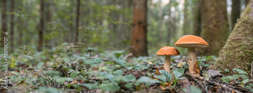 Edible, valuable mushrooms in the forest. Close-up. No one, no people.
