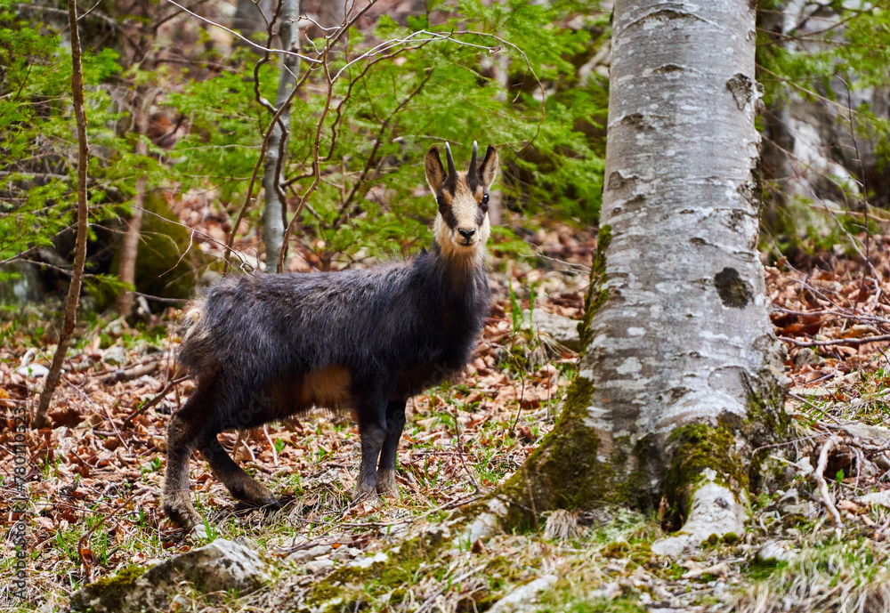 Chamois mountain goat on a cliff Chamois mountain goat on a cliff