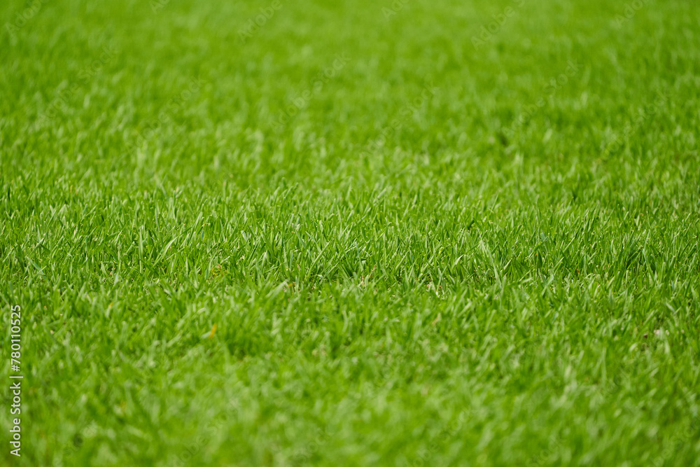 Wheat field in the countryside Wheat field in the countryside