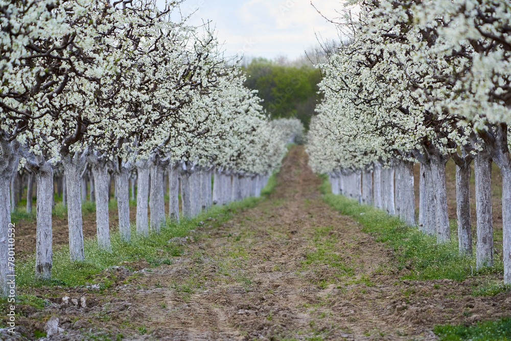 Plum orchard in bloom