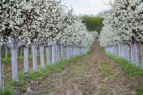 Fototapeta Naklejka Na Ścianę i Meble -  Plum orchard in bloom