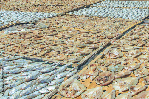 Dried salted fish in open space at Omadal island, an island mainly inhabited by sea Bajau. photo