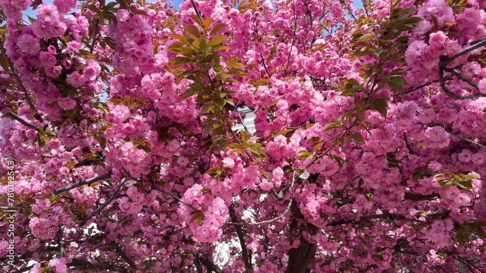bright picturesque color of sakura, delicate petals against the background of the spring sky of Ukraine. This tree is becoming increasingly popular in Europe in cities and parks. bright picturesque color of sakura, delicate petals against the background of the spring sky of Ukraine. This tree is becoming increasingly popular in Europe in cities and parks.