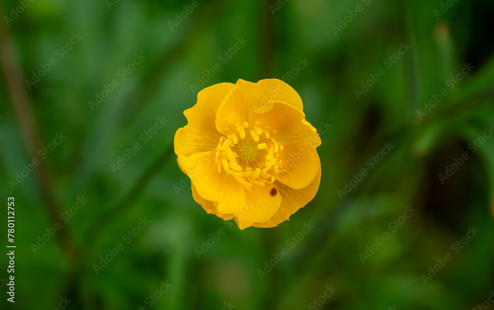 Botón de oro