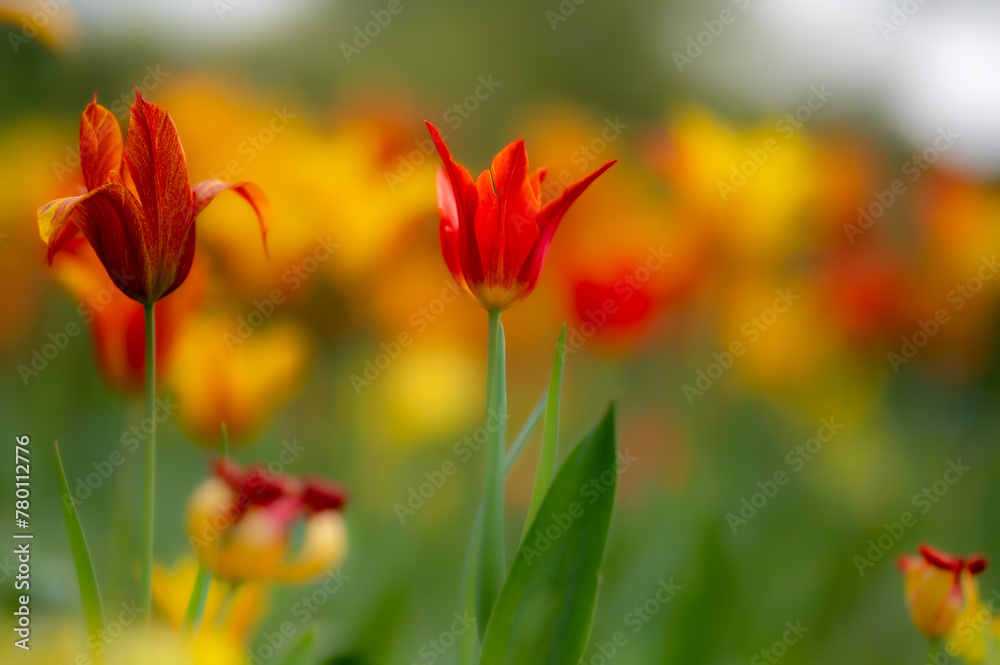 Orange-rote Tulpe in einem Blütenfeld im Frühjahr Orange-rote Tulpe in einem Blütenfeld im Frühjahr