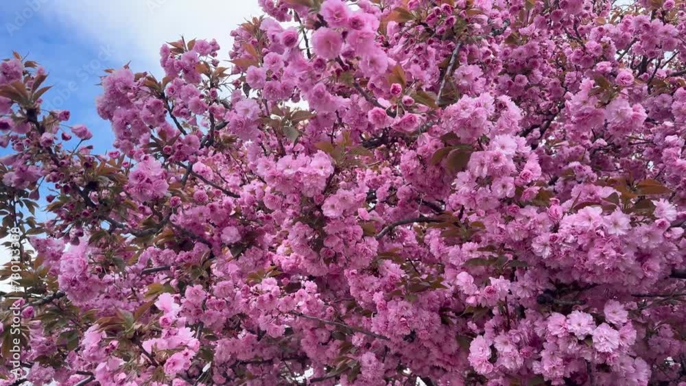 bright picturesque color of sakura, delicate petals against the background of the spring sky of Ukraine. This tree is becoming increasingly popular in Europe in cities and parks. bright picturesque color of sakura, delicate petals against the background of the spring sky of Ukraine. This tree is becoming increasingly popular in Europe in cities and parks.