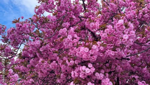 bright picturesque color of sakura, delicate petals against the background of the spring sky of Ukraine. This tree is becoming increasingly popular in Europe in cities and parks. photo