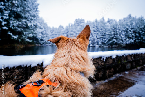 Quadro su tela Profile photo captures furry canine companion against snowy woodland and lake backdrop