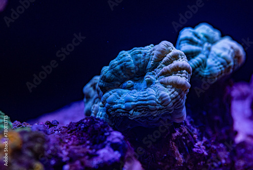 Caulastrea Koralle in einer blauen LED-Beleuchtung