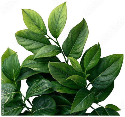 Green Plant Leaves on Yellow BackgroundTransparent PNG Background
