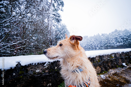 Portrait photo showcases affectionate pet amidst snowy woodland, promoting care for nature. photo