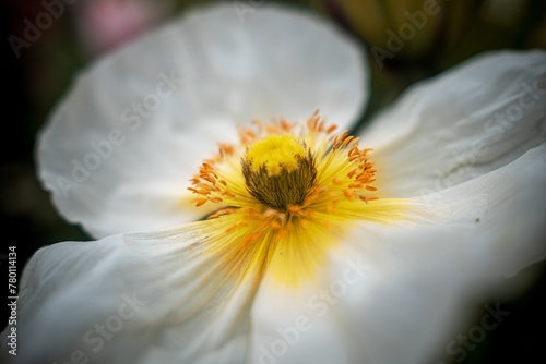 Closeup einer weißen Island-Mohnblüte im Frühjahr
