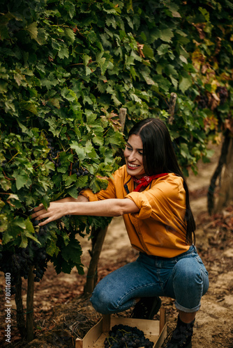 Skilled woman in action, gathering grapes with precision in a picturesque vineyard