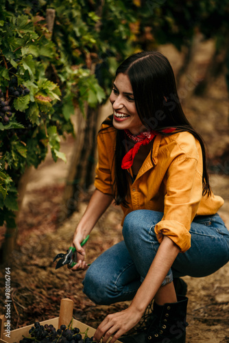 Experienced vineyard worker ensuring quality by hand-selecting grapes for harvest