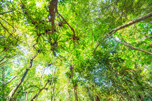 Salad in Baihualing Tropical Rainforest, Qiongzhong, Hainan, China photo