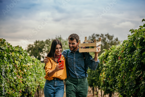 Couple meticulously inspecting grape clusters in their vineyard and using a smartphone