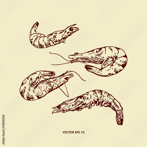 Shrimp, set. Hand drawn vector illustration in graphic style. Design of menus for snack bars, restaurants, cafes, wine and beer lists, labels, banners, leaflets.