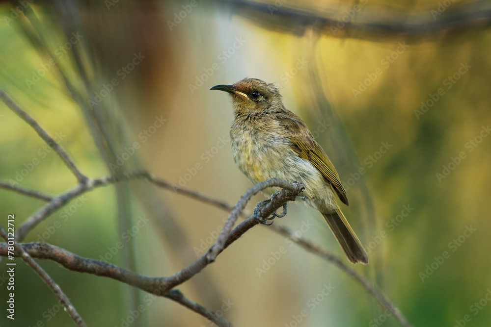 Fototapeta premium Brown honeyeater (Lichmera indistincta), small brown nectar flower-feeding bird common in eastern Australia. Small brown interesting bird perched on a branch with nice forest background
