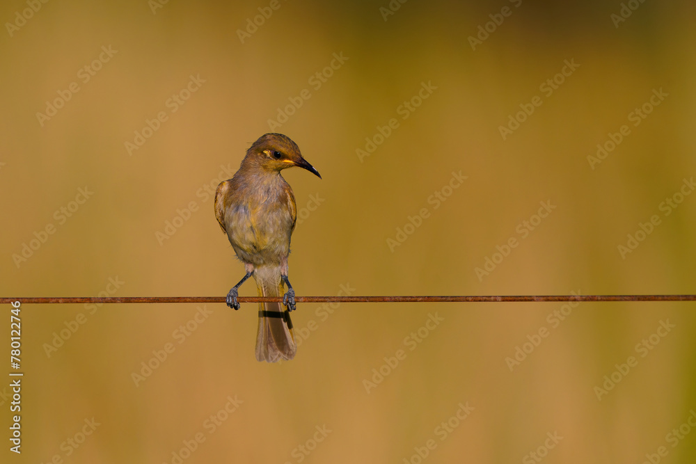 Fototapeta premium Brown honeyeater (Lichmera indistincta), small brown nectar flower-feeding bird common in eastern Australia. Small brown interesting bird perched on a branch with nice forest background