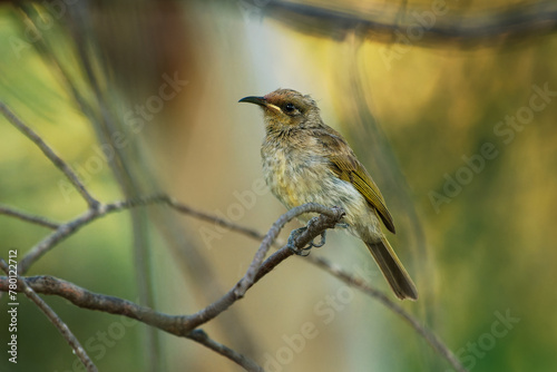 Brown honeyeater (Lichmera indistincta), small brown nectar flower-feeding bird common in eastern Australia. Small brown interesting bird perched on a branch with nice forest background