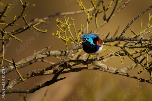 Purple-backed Fairywren - Malurus assimilis bird native to Australia, brightly coloured breeding male has chestnut shoulders and azure crown and females and juveniles have grey-brown plumage