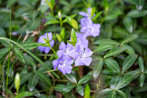 Barwinek pospolity  Common periwinkle