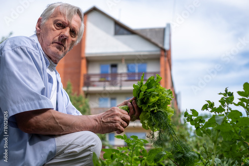 Serious Senior gentleman harvesting leafy greens in his backyard, exuding a sense of accomplishment and connection to nature.