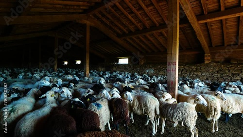 Flock of sheep kept in a traditional flock to protect them from wolves in the Valdivielso Valley. Las Merindades region. Burgos, Castilla y Leon, Spain, Europe photo
