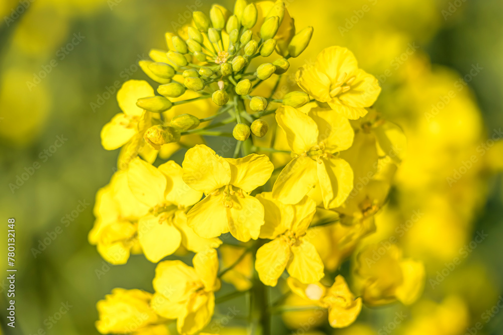 Leuchtend gelbe Rapsfeldblüten in Nahaufnahme Leuchtend gelbe Rapsfeldblüten in Nahaufnahme