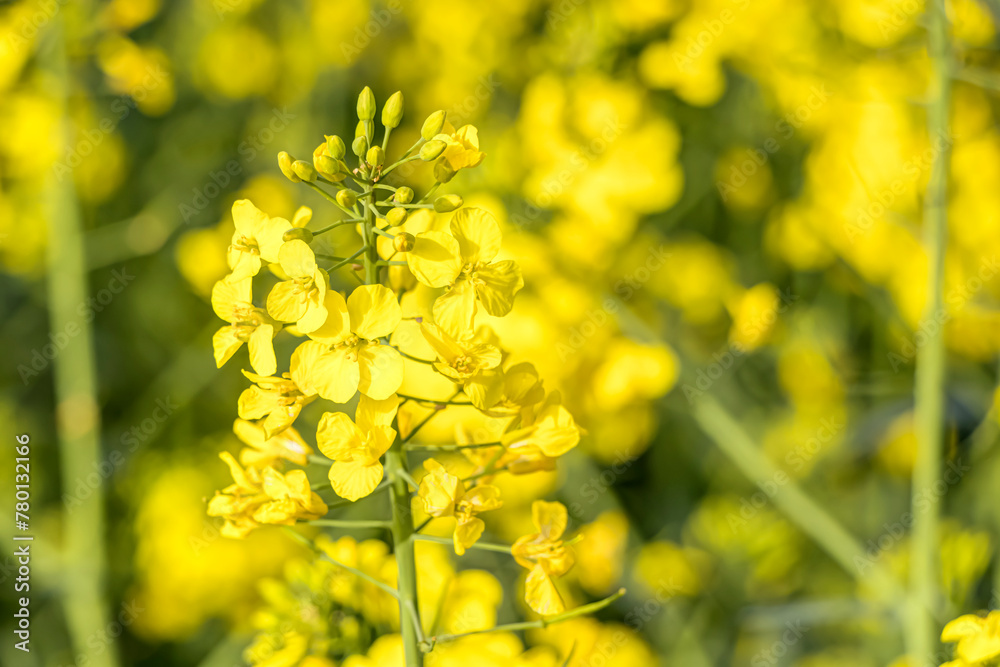 Leuchtend gelbe Rapsfeldblüten in Nahaufnahme Leuchtend gelbe Rapsfeldblüten in Nahaufnahme