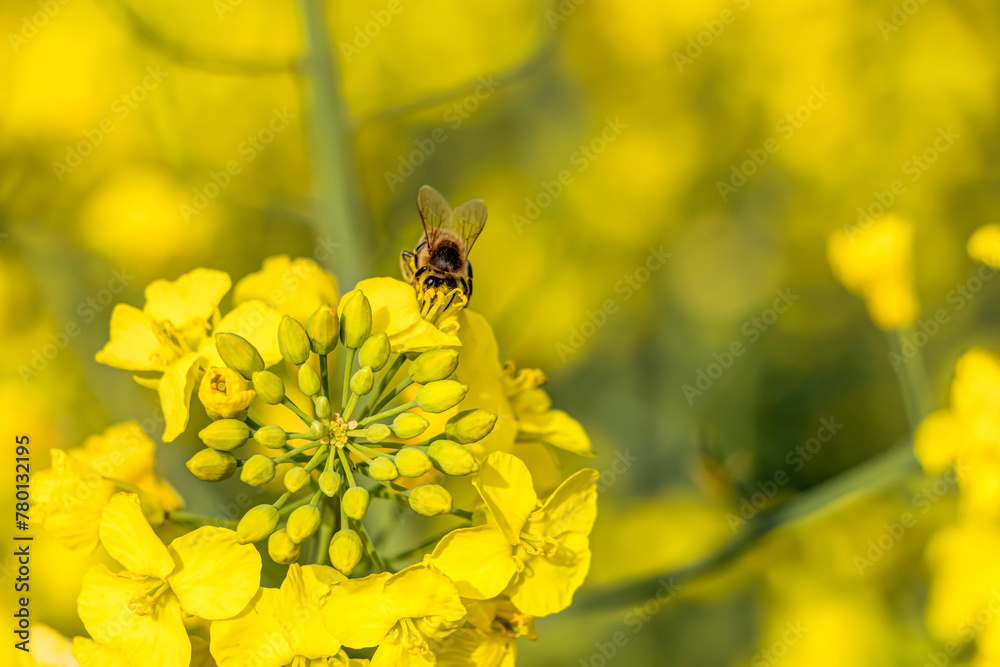 Wildbienen schwirren um leuchtend gelbe Rapsfeldblüten auf der Suche nach Nektar Wildbienen schwirren um leuchtend gelbe Rapsfeldblüten auf der Suche nach Nektar