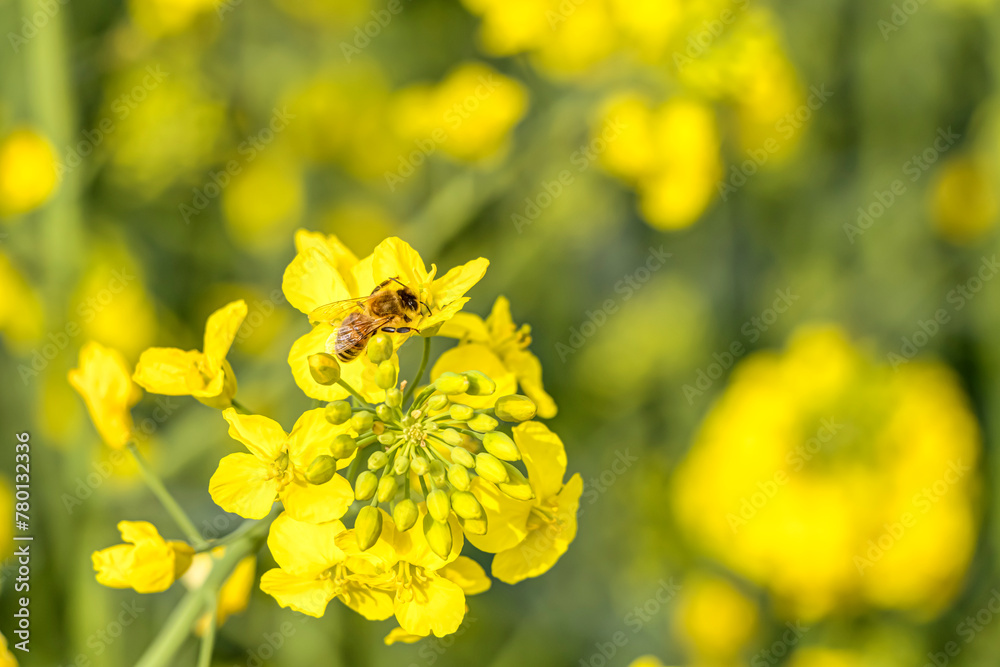 Wildbienen schwirren um leuchtend gelbe Rapsfeldblüten auf der Suche nach Nektar. Wildbienen schwirren um leuchtend gelbe Rapsfeldblüten auf der Suche nach Nektar.
