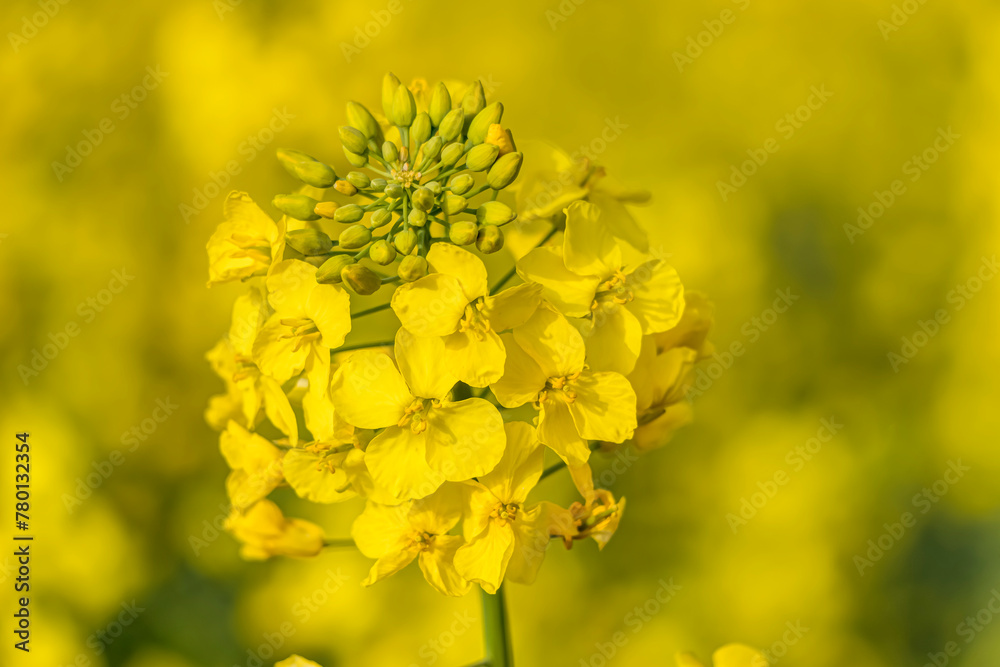 Leuchtend gelbe Rapsfeldblüten in Nahaufnahme
Leuchtend gelbe Rapsfeldblüten in Nahaufnahme