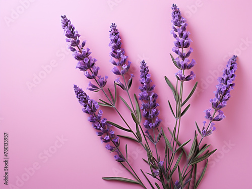 Lavender blooms adorn a pink backdrop  creating a serene scene