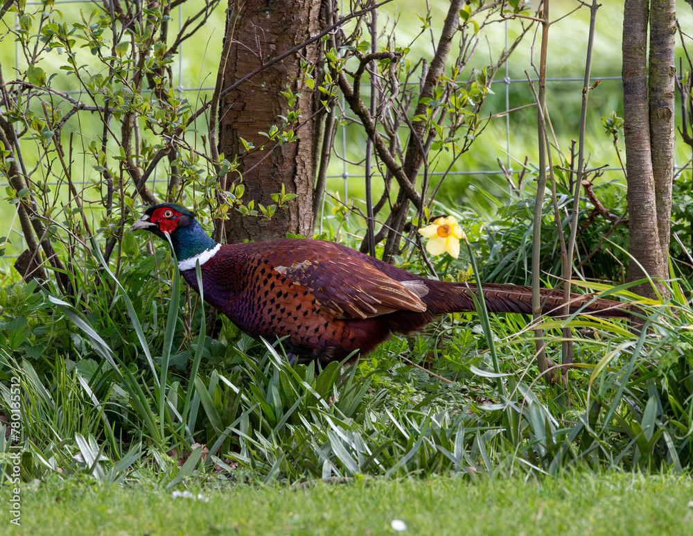 Fototapeta premium pheasant male in the grass