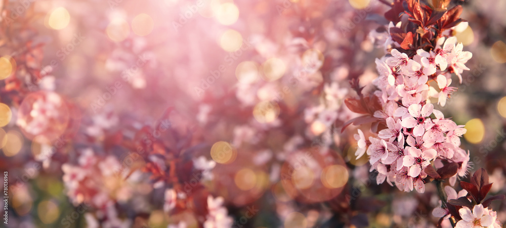 Fototapeta premium Branch with blooming flowers on blurred background