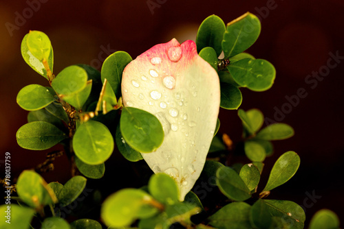 Pétala de flor, molhada com pingos de chuva, de cor amarela sobre planta de folhas verde e pequena.  photo